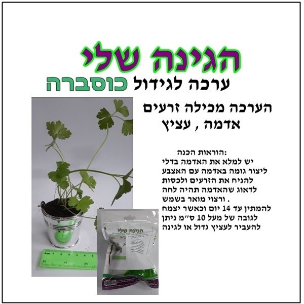 גינה לי כוסברה | ערכה לגידול כוסברה